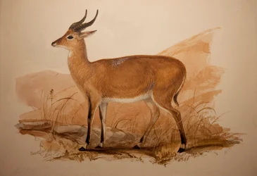 Kob-Antilope, 1837